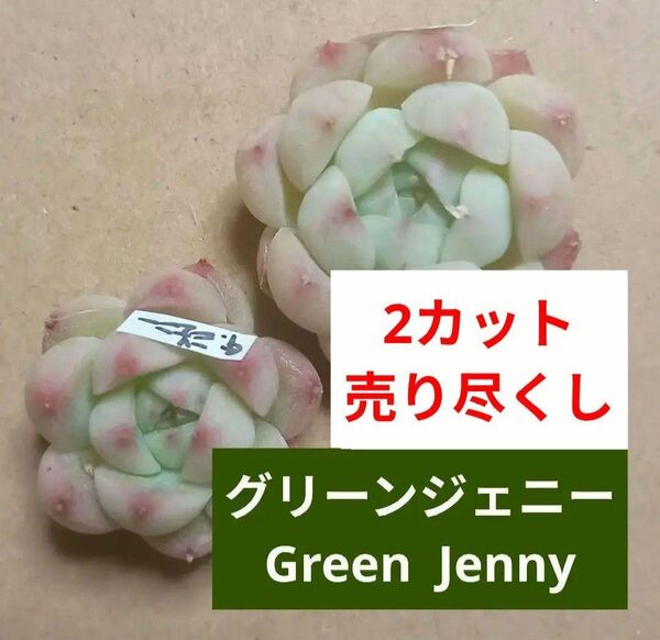 《グリーンジェニー》 GreenJenny 2カット カット苗 エケベリア 多肉植物 小苗 売り尽くしのため同梱割なし