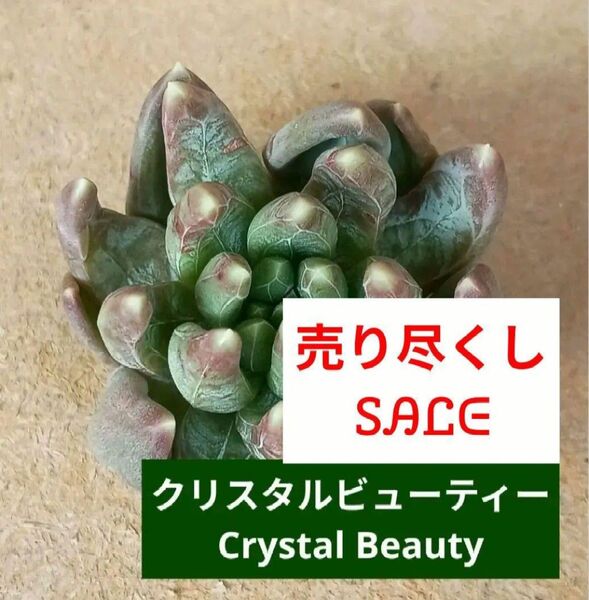 《クリスタルビューティー》 カット苗 エケベリア 多肉植物 売り尽くしのため同梱割なし ウォーターマークが美しい!