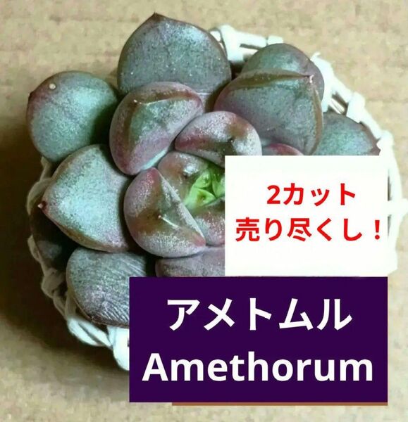 《アメトムル》 2カット カット苗 エケベリア 多肉植物 グラプトベリア Amethorum アメゾラム 売り尽くしの為同梱割無