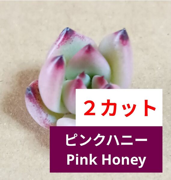 《 ピンクハニー 》 PinkHoney 2カット 小苗 エケベリア 多肉植物 輸入株 アガボイデス系