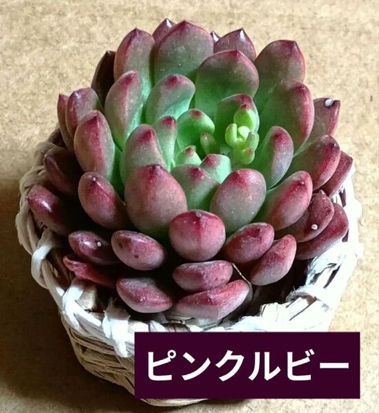 《ピンクルビー》 カット苗 1カット エケベリア 多肉植物 大株 可愛い紅葉大苗