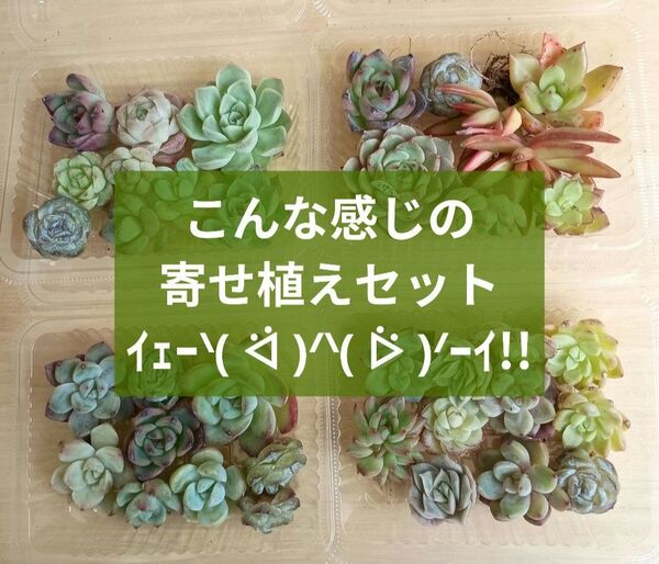 在庫セール! ワンコイン 1パック エケベリア 多肉植物 セダム グラプトベリア ネックレス系 クラッスラ 等々