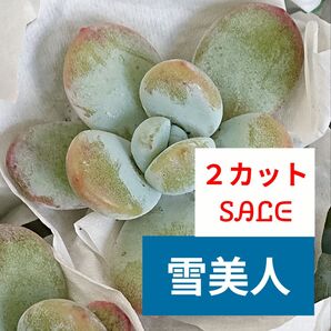 難有り2カット《 雪美人 》 パキベリア パキフィツム 多肉植物 エケベリア 大苗 大株 カット苗 ぷくぷく系 粉吹き