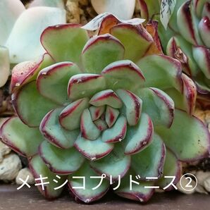 ラスト2苗!《メキシコプリドニス②》 カット苗 エケベリア 多肉植物 発根済? 中苗〜大苗