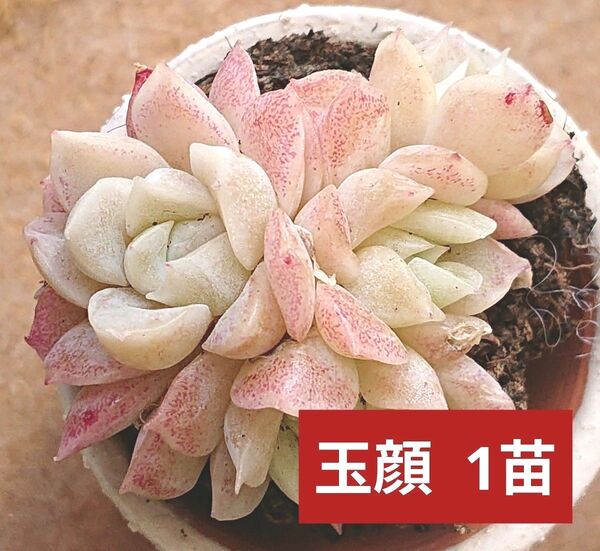 《玉顔》 抜き苗 小苗 多頭 エケベリア 多肉植物 輸入苗 可愛い紅葉