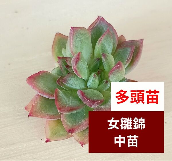 《女雛錦》 2カット 中苗 多頭苗 カット苗 エケベリア 多肉植物 輸入苗 斑入り