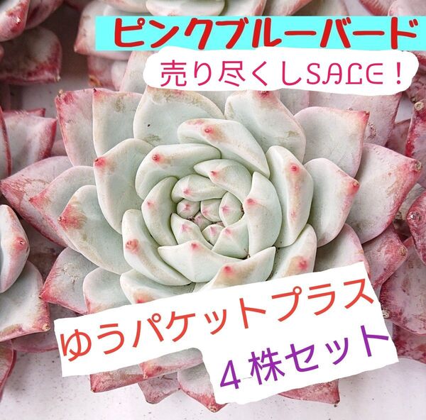 訳あり《 ピンクブルーバード 》 4苗 特大苗! 大苗 カット苗 多肉植物 エケベリア 韓国苗 レア 売り尽くしの為同梱割無し