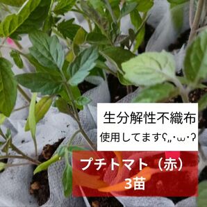 《プチトマト(赤)》 3苗 品種不明 生分解性不織布使用 そのまま植えられるヽ(^◇^*)/♪ トマト苗 プランター栽培 家庭菜園