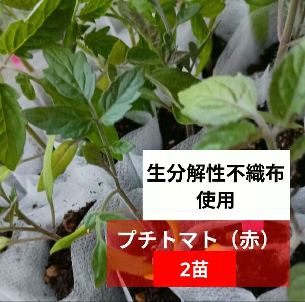 《プチトマト(赤)》 2苗 品種不明 生分解性不織布使用 そのまま植えられるヽ(^◇^*)/♪ トマト苗 プランター栽培 家庭菜園