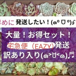 訳あり品入り 【大量 多肉!!】 カット苗 エケベリア 多肉植物 大苗 中苗 小苗 チビ苗 訳のない苗もあるよ! 予備として!