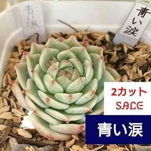 2カットセール 《青い涙》 単頭×2カット 又は 双頭×1カット エケベリア 多肉植物 爪系 中苗 輸入苗