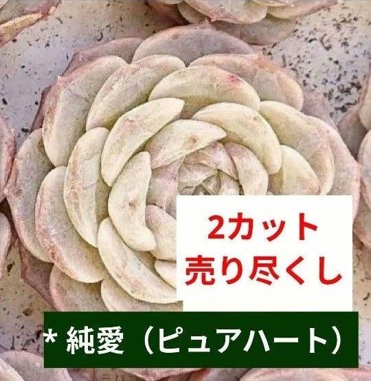 《純愛》 ピュアハート 2カット カット苗 大苗 多肉植物 エケベリア 韓国苗 美苗 売り尽くしの為同梱割無し