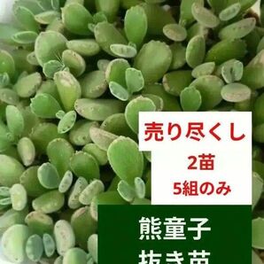 【 熊童子 】 2苗 抜き苗 多肉植物 コチドレン キズあり 《ご購入後に抜きます》 ぷくぷく もふもふ 少し減らします(><。)
