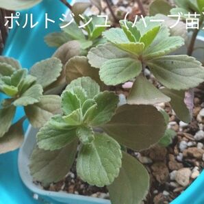 《奇跡のハーブ》 ポルトジンユ 抜き苗 3苗 観葉植物 ハーブ 今が成長期!!(=^・^=)♪ お手軽ハーブ♪ ハーブティーにも!
