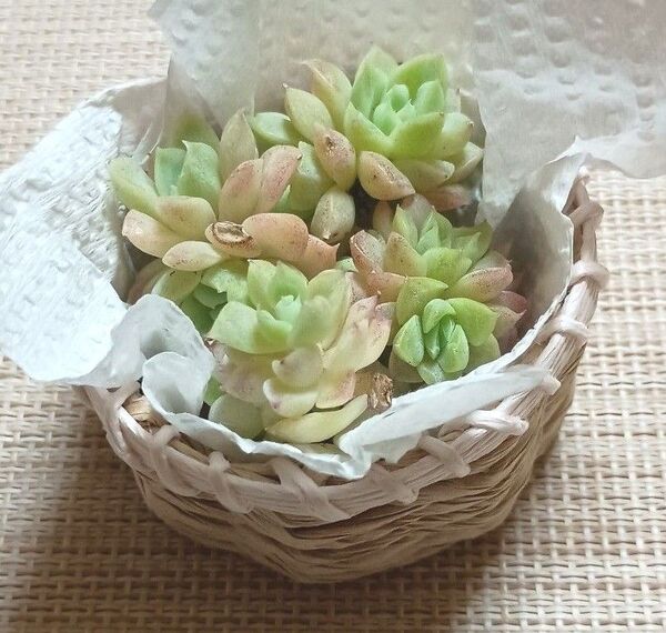 《玉顔》 カット苗 エケベリア 多肉植物 小苗 チビ苗 こちらは徒長していません(=^・^=)♪ かご付き♪