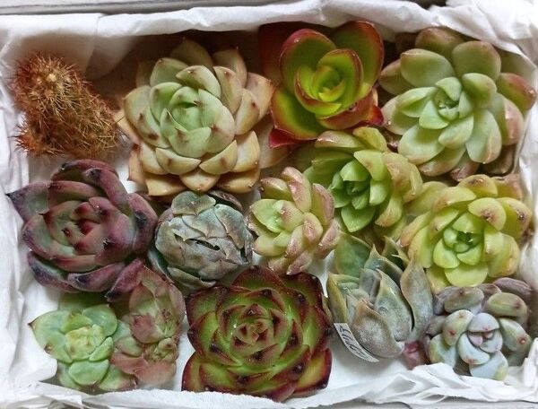 819《寄せ植えセット》 10種13苗 カット苗 エケベリア 多肉植物 ペンパルテイス 蝶の葉の麦わら ベリー ムーンストーン他