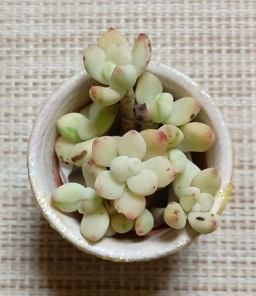 訳あり《香妃豆錦・リメ鉢》 カット苗 エケベリア 多肉植物 小苗 うさぎ ハムスター 素焼き鉢 一寸鉢