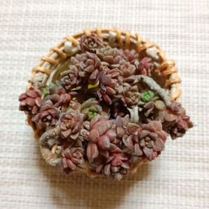786《玉・ギョクスイ》 カット苗 小苗 かご付き♪(=^・^=) エケベリア 多肉植物 寄せ植えに!
