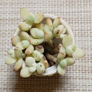 訳あり《香妃豆錦・リメ鉢》 カット苗 エケベリア 多肉植物 小苗 素焼き鉢 一寸鉢 シマエナガ ハート