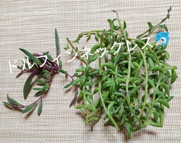 画像の苗全て!《ドルフィンネックレス・ルビーネックレス》 カット苗 多肉植物 セネシオ ペレグリネス 大量!!