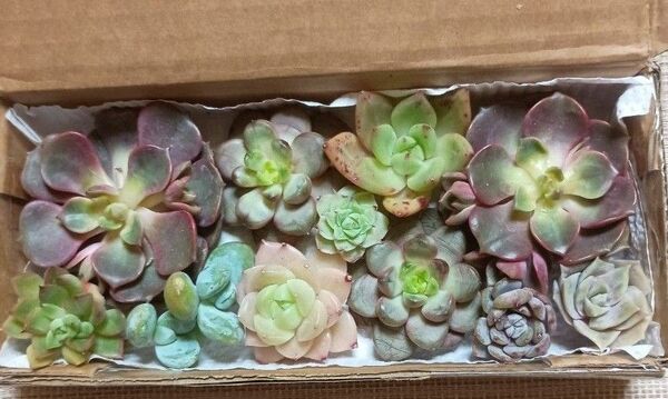 840《寄せ植えセット》 9種15苗 多肉植物 エケベリア カット苗 ビッグレッド アメトムル 女雛錦 雪美人 ラブリーローズ 等