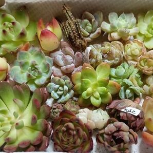 《多肉植物セット A-1》 カット苗 エケベリア 多肉植物 寄植え