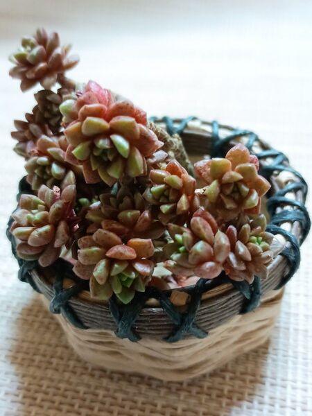 785《玉・ギョクスイ》 カット苗 小苗 かご付き♪(=^・^=) エケベリア 多肉植物 寄せ植えに!