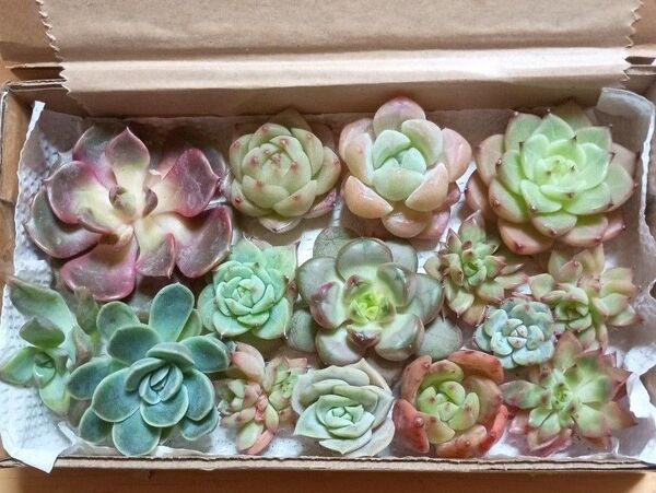 834《寄せ植えセット》 カット苗 エケベリア 多肉植物 ちょっと訳あり苗入り(〃∇〃) お買い得♪