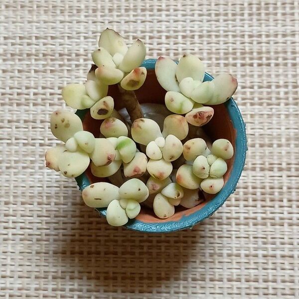 訳あり《香妃豆錦・リメ鉢》 カット苗 エケベリア 多肉植物 小苗 サボテンくん 素焼き鉢 一寸鉢