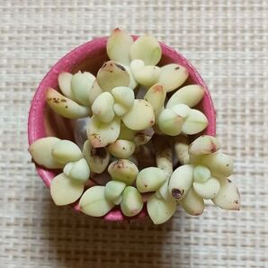 訳あり《香妃豆錦・リメ鉢》 カット苗 エケベリア 多肉植物 小苗 素焼き鉢 一寸鉢 迷彩柄