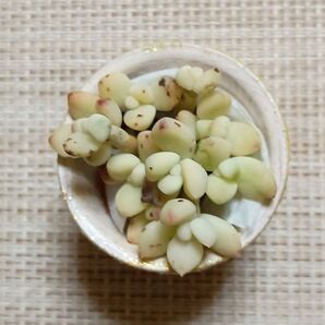 訳あり《香妃豆錦・リメ鉢》 カット苗 エケベリア 多肉植物 小苗 素焼き鉢 一寸鉢 ハシビロコウ デフォルメ ハート