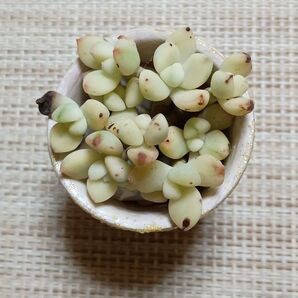 訳あり《香妃豆錦・リメ鉢》 カット苗 エケベリア 多肉植物 小苗 素焼き鉢 一寸鉢 ハムスター ハリネズミ