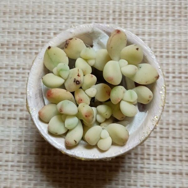 訳あり《香妃豆錦・リメ鉢》 カット苗 エケベリア 多肉植物 小苗 素焼き鉢 一寸鉢 シマエナガ ハート