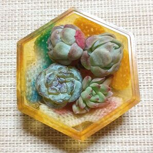 《訳ありレジンの器と多肉植物》 カット苗 エケベリア 多肉植物 ベリー 粉米 女雛錦 六角形 ハート 黄変 気泡あり 汚れ等