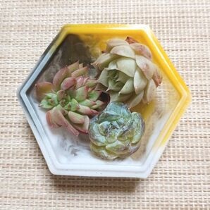《レジンの器と多肉植物》 カット苗 エケベリア 多肉植物 女雛錦 粉米 札落ち レジン製 マーブル