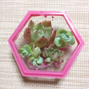 《レジンの器と多肉植物》 カット苗 エケベリア 多肉植物 シャンパン ポッチャリ虎の子 女雛錦 レジン製 ピンク 六角形