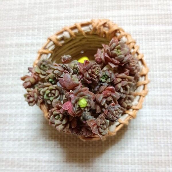 788《玉・ギョクスイ》 カット苗 小苗 かご付き♪(=^・^=) エケベリア 多肉植物 寄せ植えに!