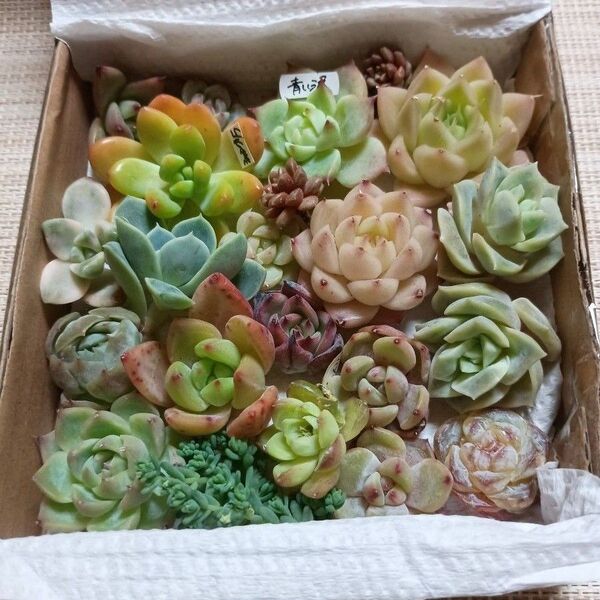 828《寄せ植えセット》 カット苗 エケベリア 多肉植物 ちょっと訳あり 多品種!