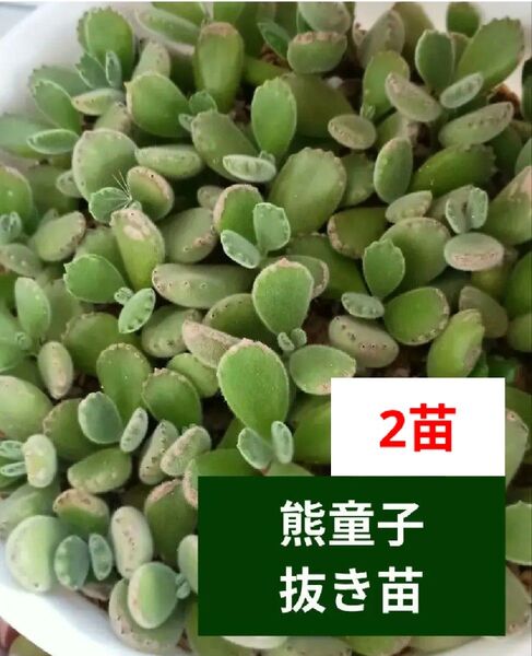 【 熊童子 】 2苗 抜き苗 多肉植物 コチドレン キズあり 《ご購入後に抜きます》 ぷくぷく もふもふ 少し減らします(><。)