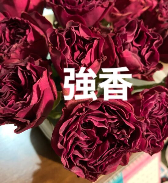 バラ苗 強香品種 H-5