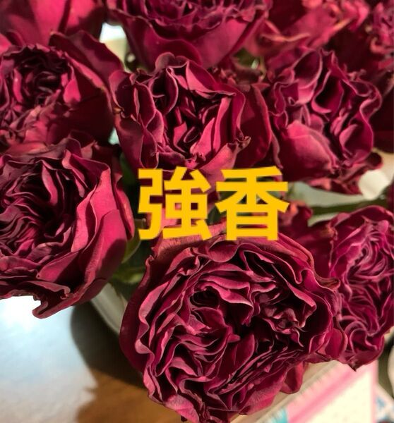 バラ苗 強香 H-7