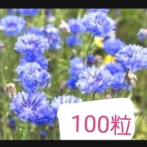 矢車草、 矢車菊、花の種