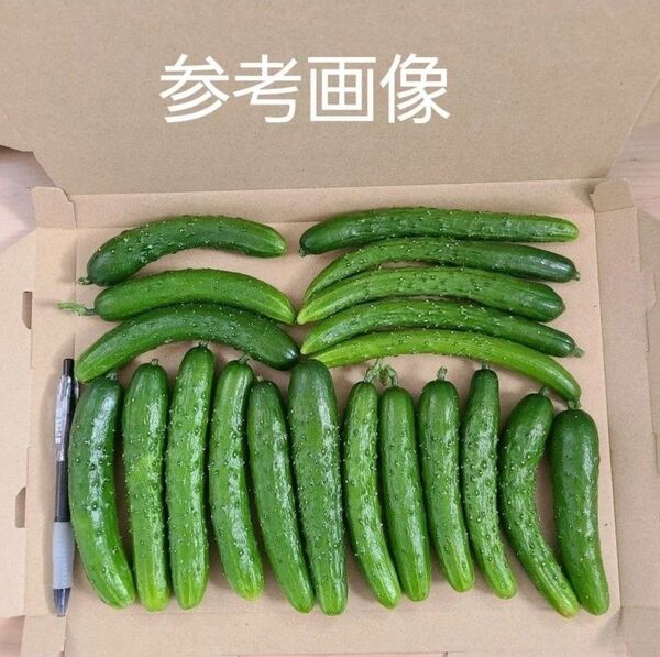 小さめきゅうり 700g