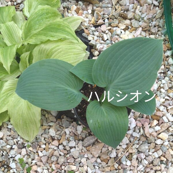 ホスタ ハルシオン 2株