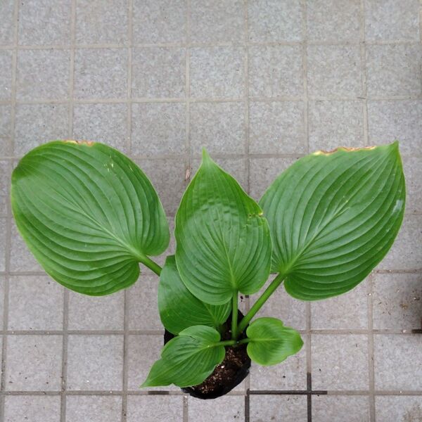 ブルーマンモス大株 1株