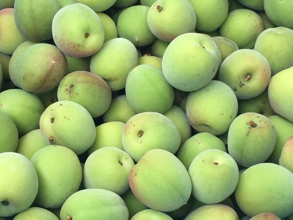 南高梅 1kg 和歌山県産
