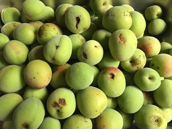 和歌山県産 紀州南高梅 訳あり 3kg 無農薬