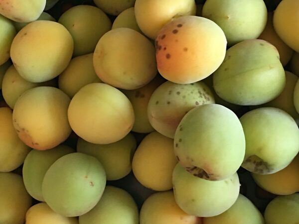 紀州南高梅 Lサイズ 1kg 和歌山県産 無農薬