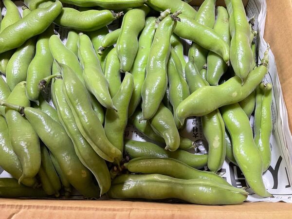 鳥取県産 農薬不使用そら豆 2kg以上