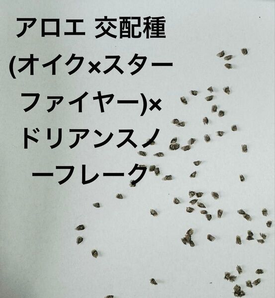 種子30粒 アロエ (オイク × スターファイヤー) × ドリアンスノーフレーク / 交配種 ハイブリッド 多肉植物